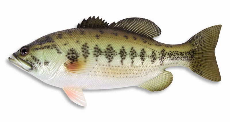 LX Handpainted Large Mouth Bass Wall Mount Decor Plaque Game Fish Replica 18" - Image 1
